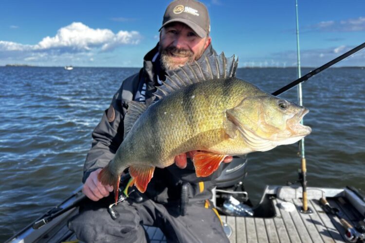 Huge Amsterdam winter perch