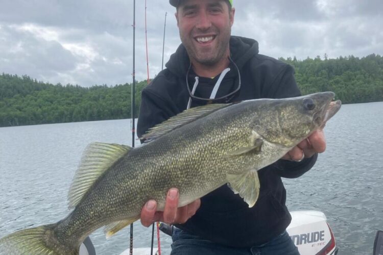 walleye is closely related to the zander